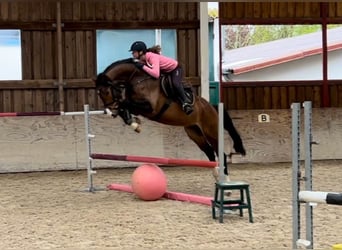 Caballo alemán, Caballo castrado, 5 años, 170 cm, Castaño