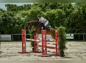 Caballo alemán, Caballo castrado, 5 años, 170 cm, Castaño