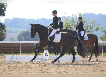 Caballo alemán, Caballo castrado, 5 años, 170 cm, Morcillo