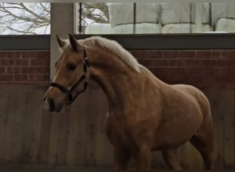 Caballo alemán, Caballo castrado, 5 años, 170 cm, Palomino