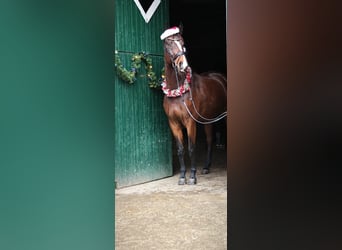 Caballo alemán, Caballo castrado, 5 años, 171 cm, Castaño oscuro