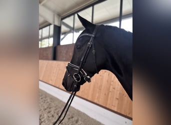 Caballo alemán, Caballo castrado, 5 años, 172 cm, Negro