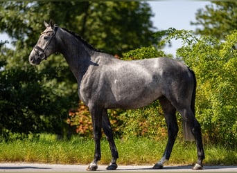 Caballo alemán, Caballo castrado, 5 años, 172 cm, Tordo