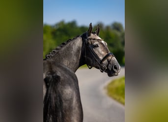 Caballo alemán, Caballo castrado, 5 años, 172 cm, Tordo
