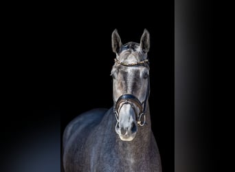 Caballo alemán, Caballo castrado, 5 años, 172 cm, Tordo