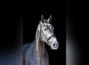 Caballo alemán, Caballo castrado, 5 años, 172 cm, Tordo