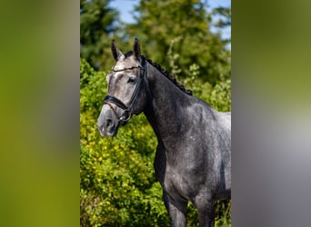 Caballo alemán, Caballo castrado, 5 años, 172 cm, Tordo