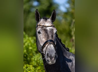 Caballo alemán, Caballo castrado, 5 años, 172 cm, Tordo