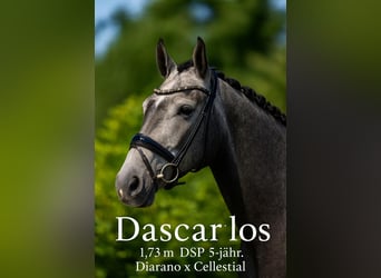 Caballo alemán, Caballo castrado, 5 años, 172 cm, Tordo