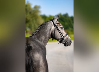 Caballo alemán, Caballo castrado, 5 años, 172 cm, Tordo