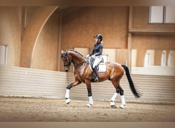 Caballo alemán, Caballo castrado, 5 años, 175 cm