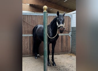 Caballo alemán, Caballo castrado, 5 años, 178 cm, Morcillo