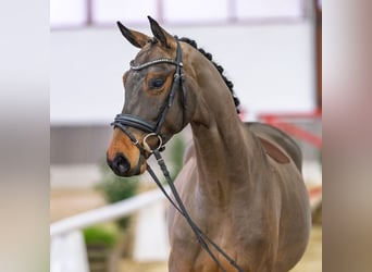 Caballo alemán, Caballo castrado, 5 años, Castaño