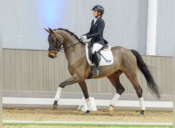 Caballo alemán, Caballo castrado, 5 años, Castaño