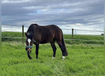 Caballo alemán, Caballo castrado, 6 años, 155 cm, Castaño