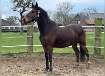 Caballo alemán, Caballo castrado, 6 años, 155 cm, Castaño