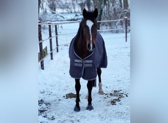 Caballo alemán, Caballo castrado, 6 años, 155 cm, Castaño