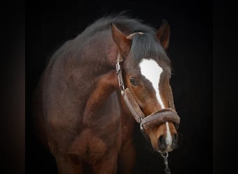 Caballo alemán, Caballo castrado, 6 años, 155 cm, Castaño