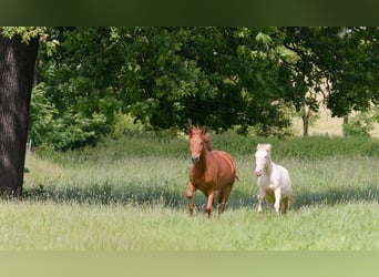 Caballo alemán, Caballo castrado, 6 años, 160 cm, Alazán