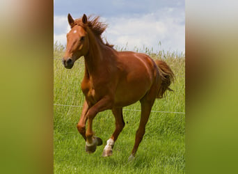 Caballo alemán, Caballo castrado, 6 años, 160 cm, Alazán