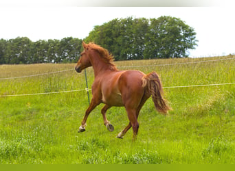 Caballo alemán, Caballo castrado, 6 años, 160 cm, Alazán