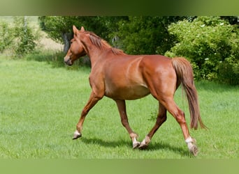 Caballo alemán, Caballo castrado, 6 años, 160 cm, Alazán