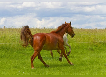 Caballo alemán, Caballo castrado, 6 años, 160 cm, Alazán