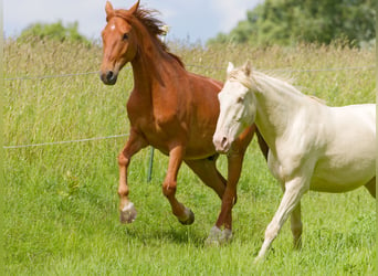 Caballo alemán, Caballo castrado, 6 años, 160 cm, Alazán