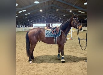 Caballo alemán, Caballo castrado, 6 años, 160 cm, Castaño
