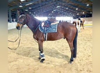 Caballo alemán, Caballo castrado, 6 años, 160 cm, Castaño