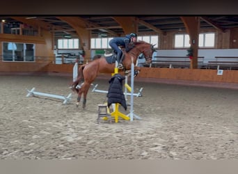 Caballo alemán, Caballo castrado, 6 años, 162 cm, Alazán