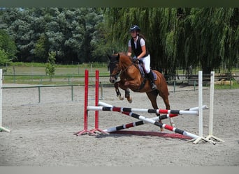 Caballo alemán, Caballo castrado, 6 años, 163 cm, Alazán-tostado