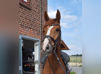 Caballo alemán, Caballo castrado, 6 años, 165 cm, Alazán