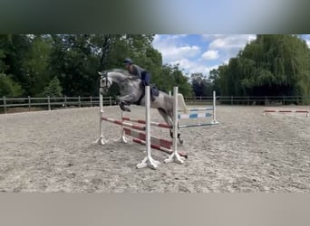 Caballo alemán, Caballo castrado, 6 años, 165 cm, Tordo rodado