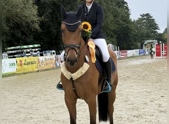 Caballo alemán, Caballo castrado, 6 años, 166 cm, Castaño claro