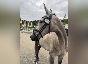 Caballo alemán, Caballo castrado, 6 años, 167 cm, Tordo
