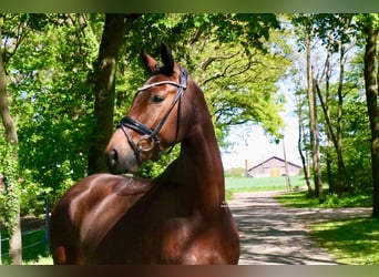 Caballo alemán, Caballo castrado, 6 años, 168 cm, Castaño