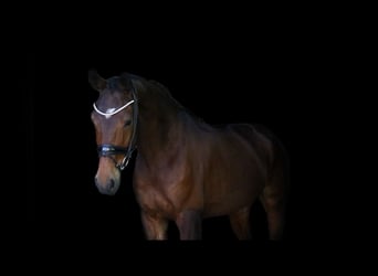 Caballo alemán, Caballo castrado, 6 años, 168 cm, Castaño