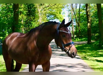 Caballo alemán, Caballo castrado, 6 años, 168 cm, Castaño