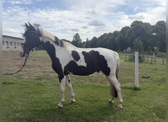 Caballo alemán, Caballo castrado, 6 años, 169 cm, Pío