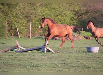 Caballo alemán, Caballo castrado, 6 años, 170 cm, Alazán