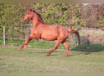 Caballo alemán, Caballo castrado, 6 años, 170 cm, Alazán