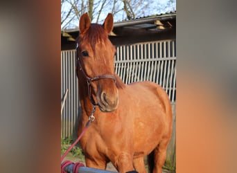 Caballo alemán, Caballo castrado, 6 años, 170 cm, Alazán