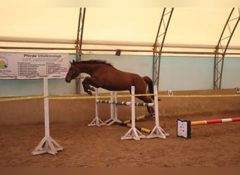 Caballo alemán, Caballo castrado, 6 años, 170 cm, Alazán