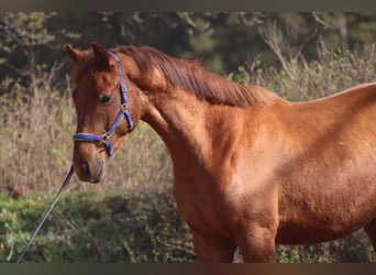 Caballo alemán, Caballo castrado, 6 años, 170 cm, Alazán