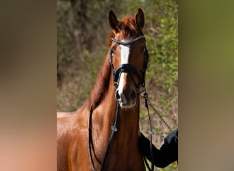 Caballo alemán, Caballo castrado, 6 años, 170 cm, Alazán