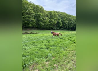 Caballo alemán, Caballo castrado, 6 años, 170 cm, Alazán