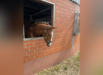 Caballo alemán, Caballo castrado, 6 años, 170 cm, Alazán