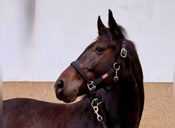 Caballo alemán, Caballo castrado, 6 años, 170 cm, Castaño oscuro