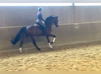 Caballo alemán, Caballo castrado, 6 años, 172 cm, Castaño